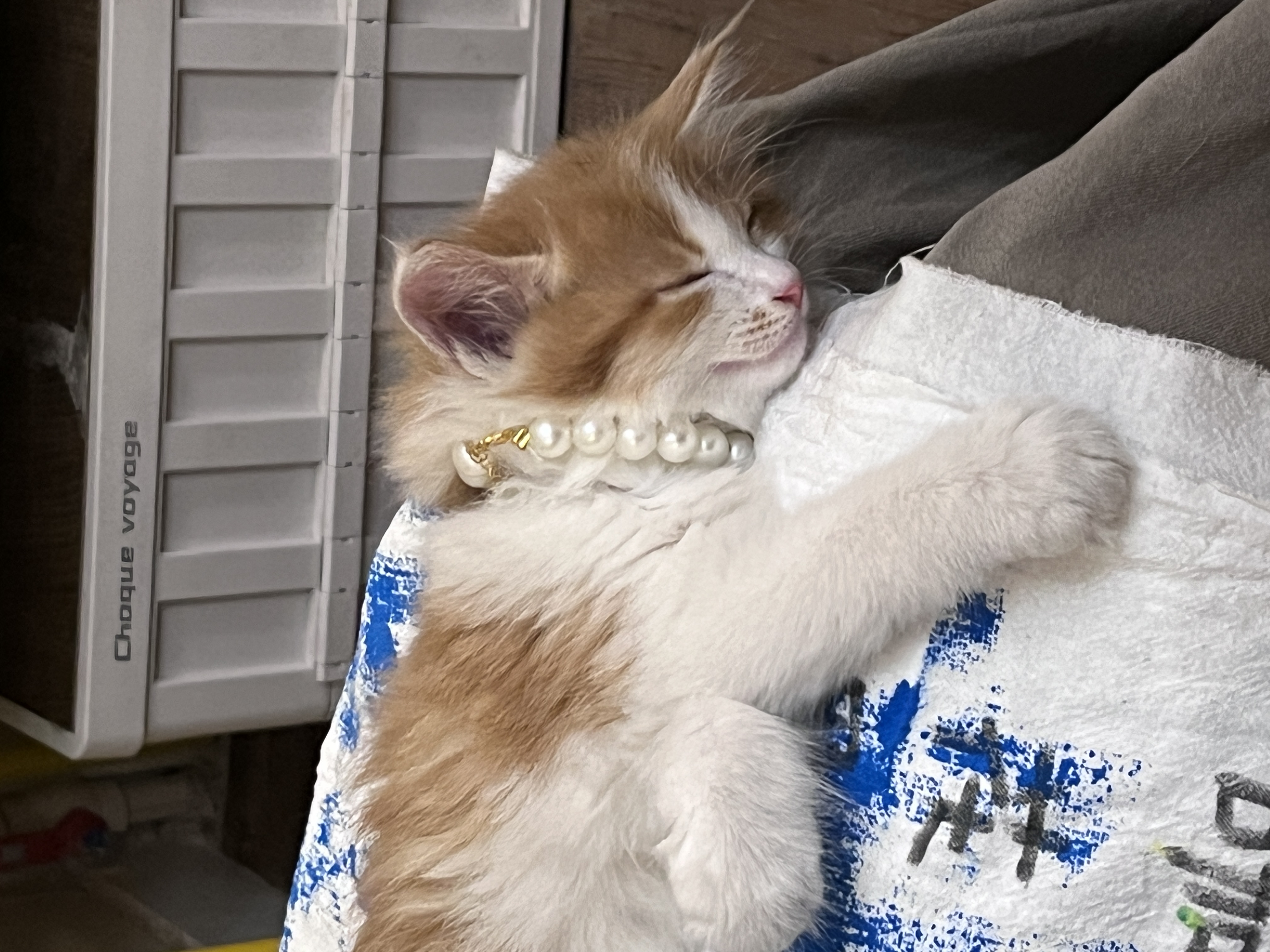 猫又巴斯克 实拍 1